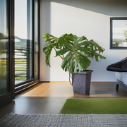 Monstera extra grande– La Planta Tropical que Transforma tu Hogar en un Oasis Verde